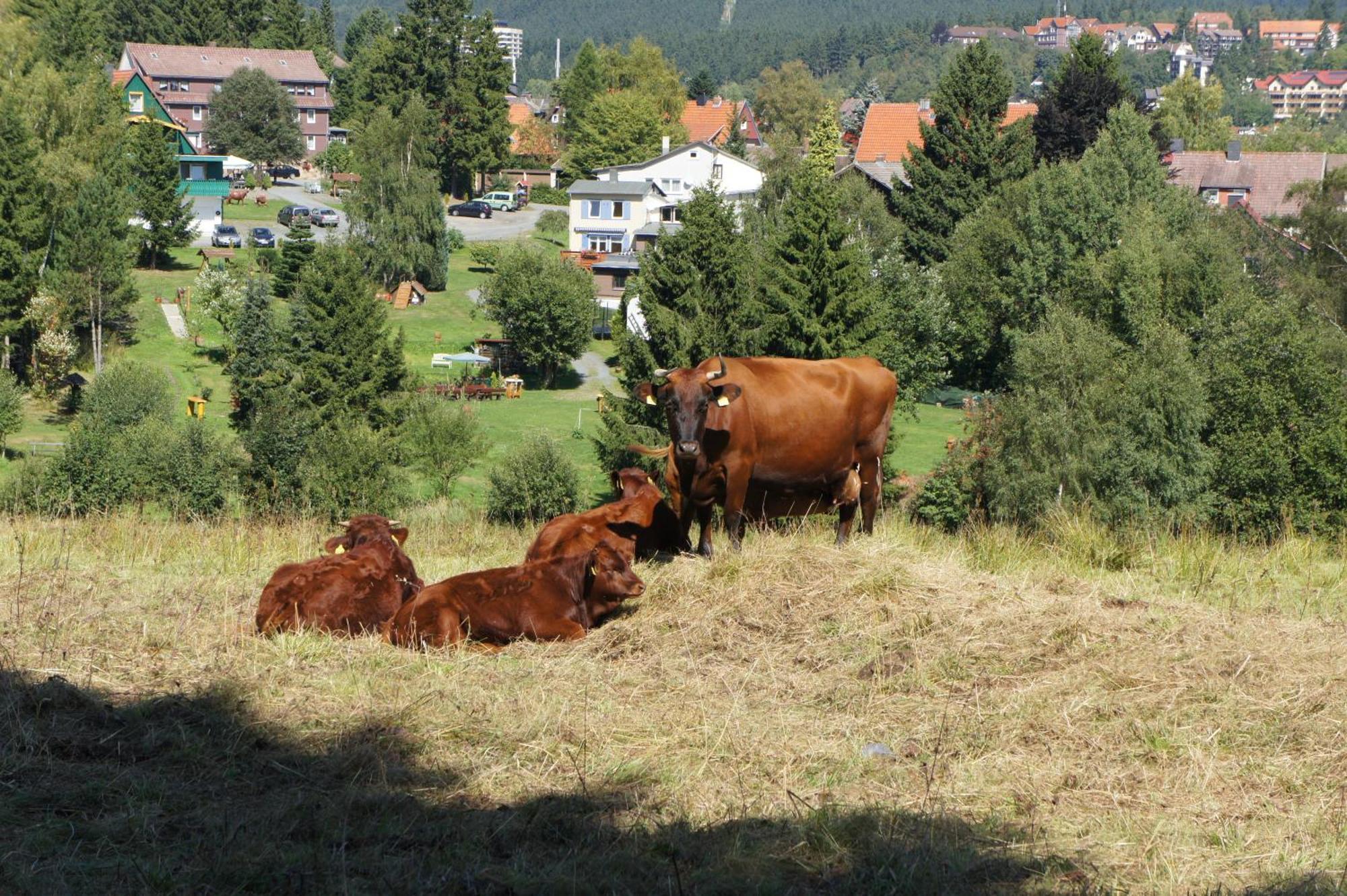 Haus Leni Am Paulsberg Braunlage